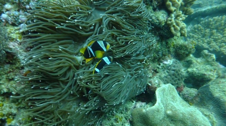 clown fish, sodwana bay, South Africa