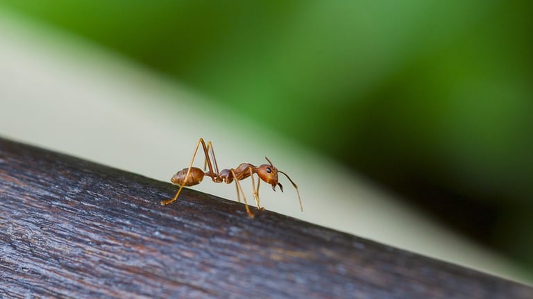a weaver ant on a tree branch