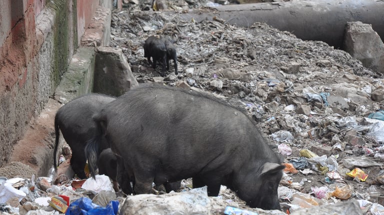 pigs in the streets of Agra, Uttar Pradesh, India