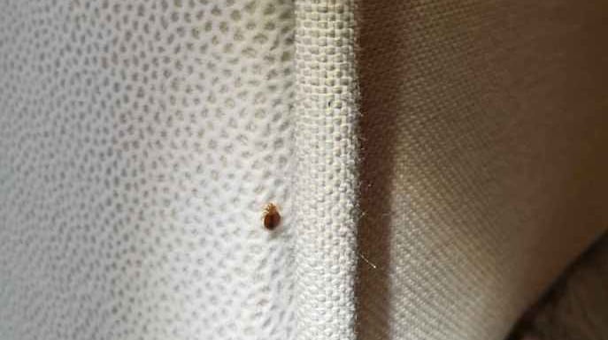 ágyi poloska kedveli a szövetek varrásait