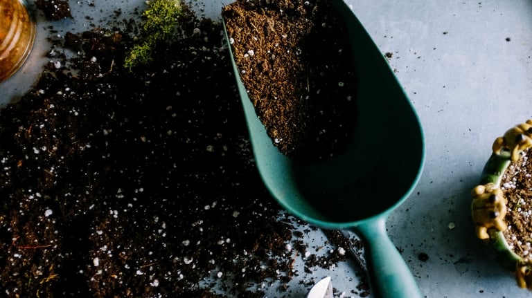 How to sterilize houseplant soil