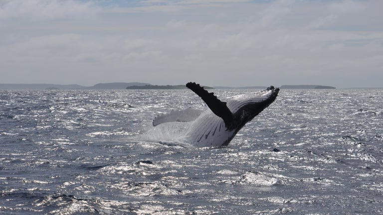 humpback whales in Vava'u, The Kingdom of Tonga