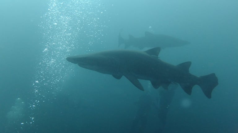 Ragged tooth Shark, Aliwal Shoal, Umkomaas, South Africa
