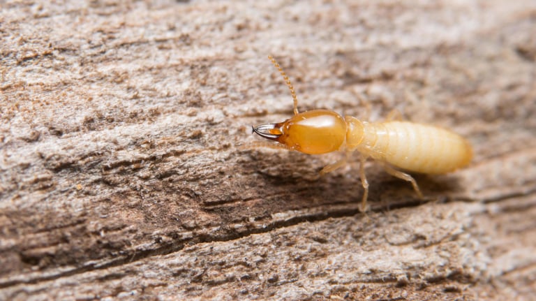 Termite on wood