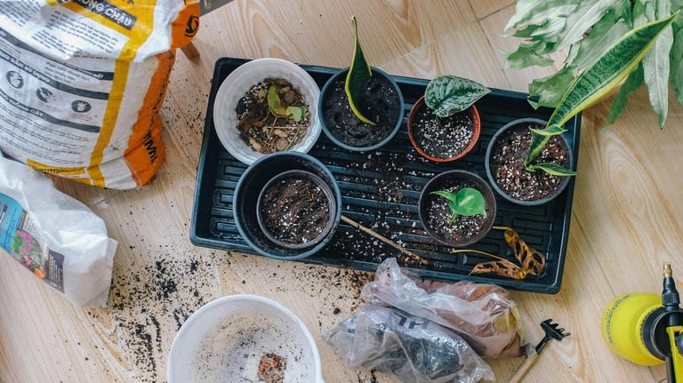 Houseplant cuttings of various species