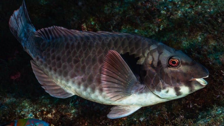 Poisson-perroquet européen mâle