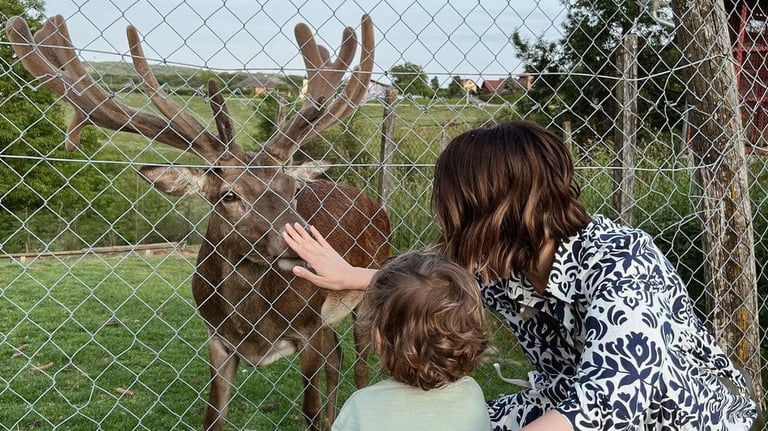 farma jelena i muflona opg perhoc