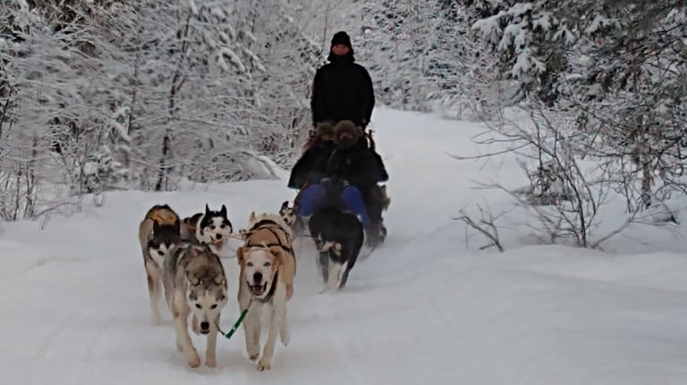 dogsledding