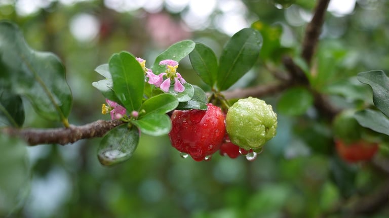 acerola