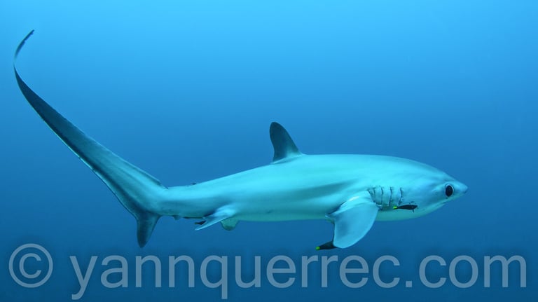 Malapascua - PHILIPPINES