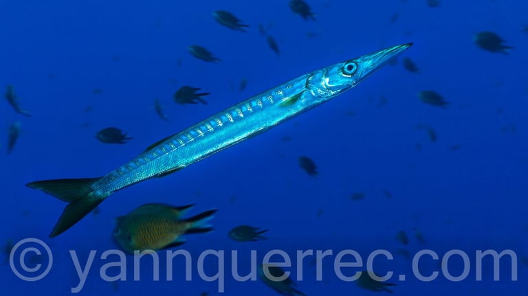 Barracuda