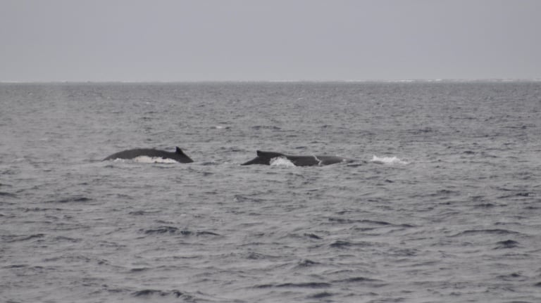 humpback whales in Vava'u, The Kingdom of Tonga