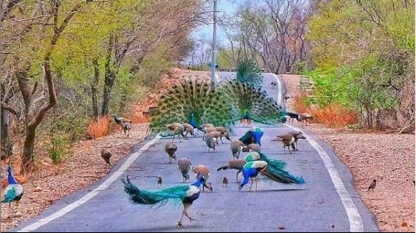 Peacock dancing at Jaipur Jaigarh fort road