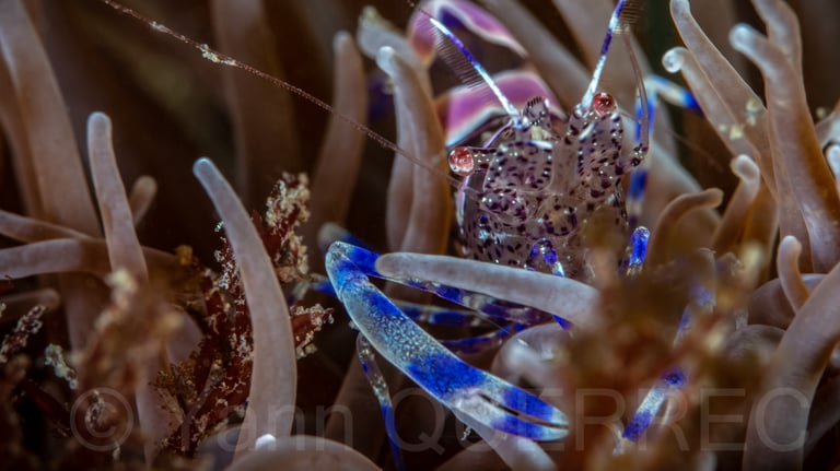 Péricliménès atlantique