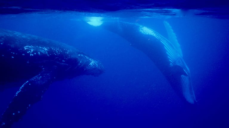 snorkelling with humpback whales in Vava'u, The Kingdom of Tonga