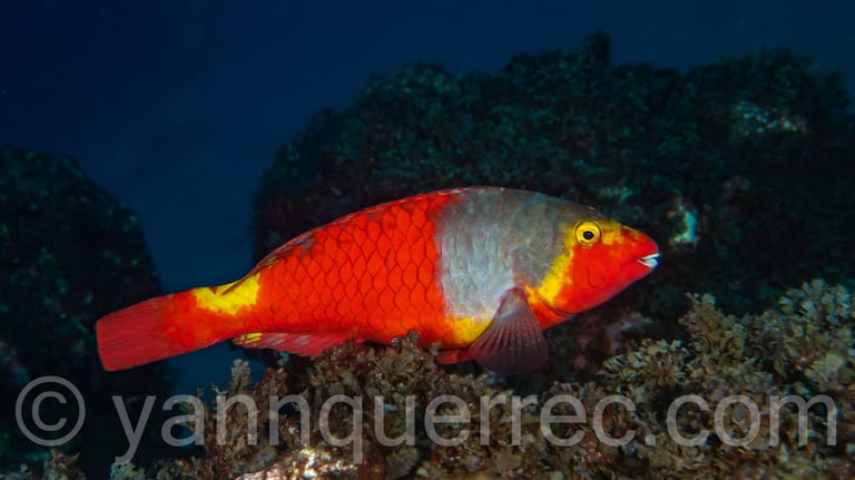 Poisson-perroquet européen femelle