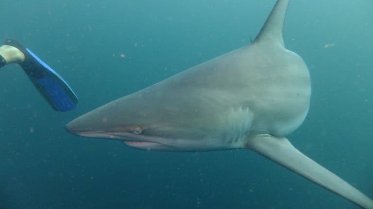 oceanic black tips, aliwal shoal, umkomaas, south africa