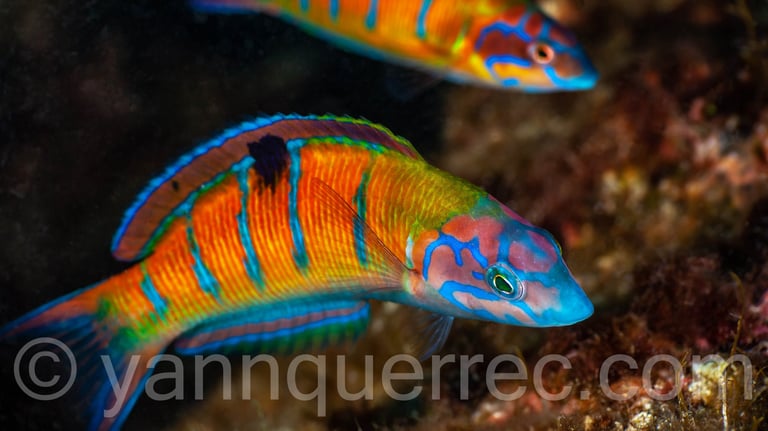 Girelles paons femelles (ou phase mâle initiale)