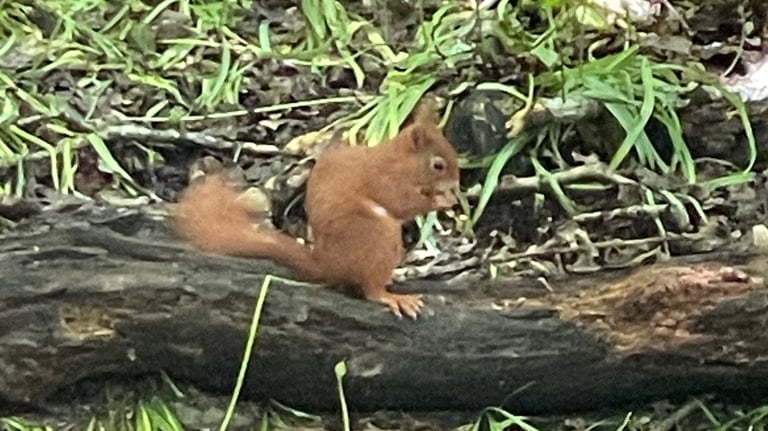Red Squirrel at the Dingle Nature reserve