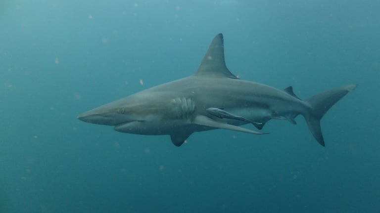 Oceanic black tips on a baited shark dive, Aliwal Shoal, Umkomaas, South Africa