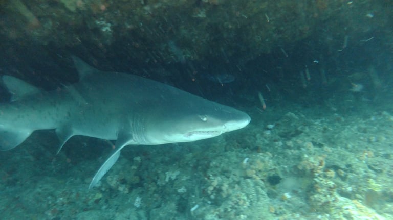 Ragged tooth Shark, Aliwal Shoal, Umkomaas, South Africa
