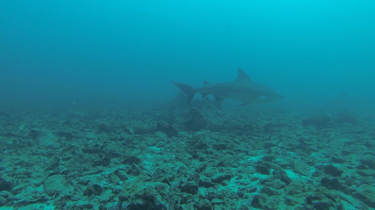 Bull sharks at Bats Islands (Murcielago), Guanacastle, Costa Rică