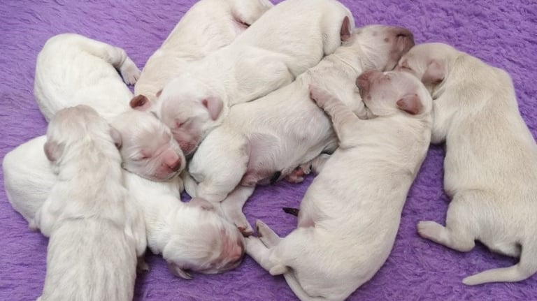 éleveurs de chiens et chats