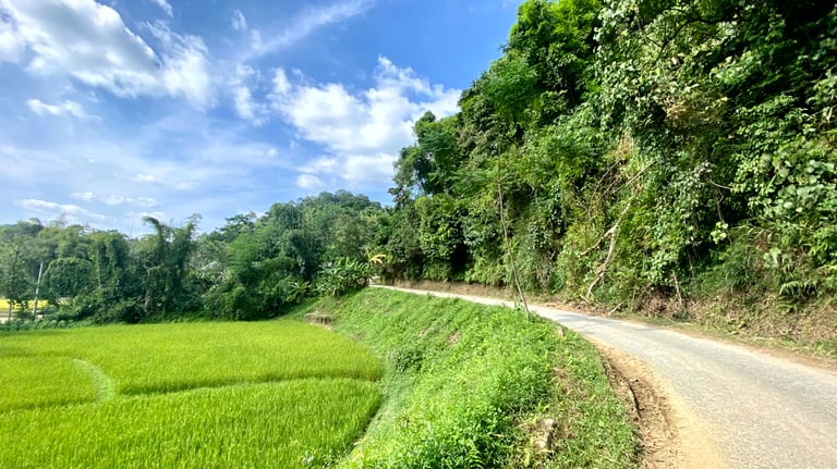 a road and a rice field