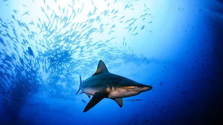 galapagos shark at Cocos Island, Costa Rica