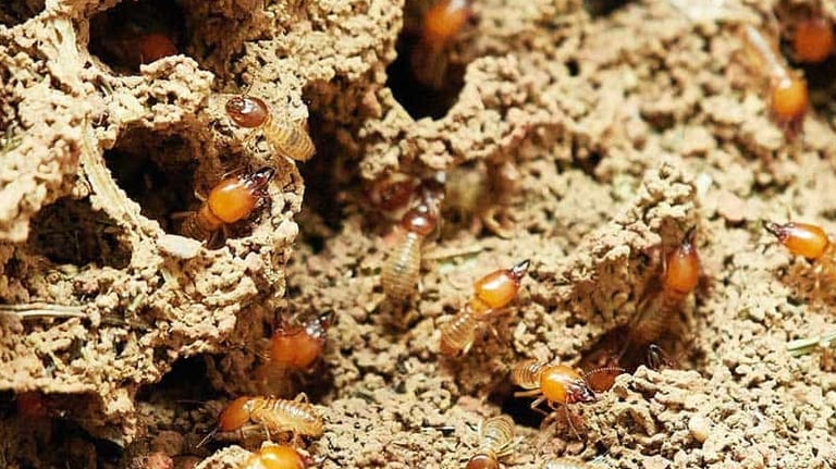Termite Pest Control Service