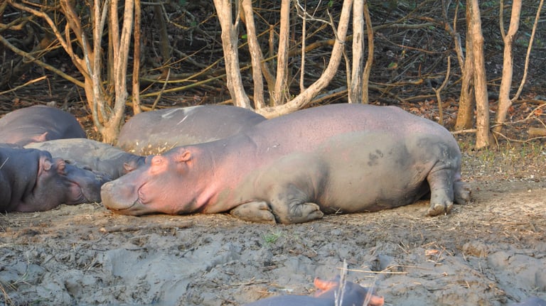 Hippos in the St Lucia Estuary, isimangaliso, South Africa
