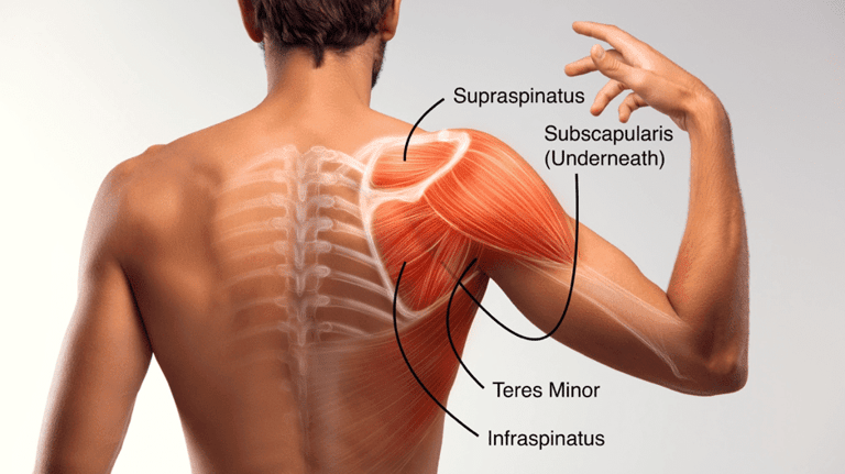 rotator cuff muscle pain