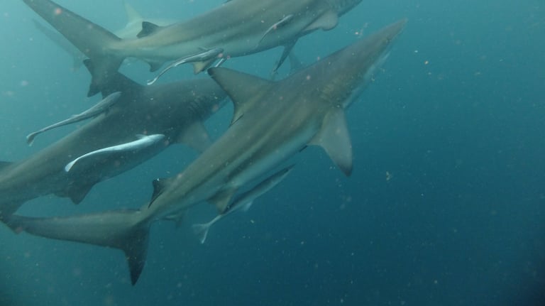 Oceanic black tips on a baited shark dive, Aliwal Shoal, Umkomaas, South Africa