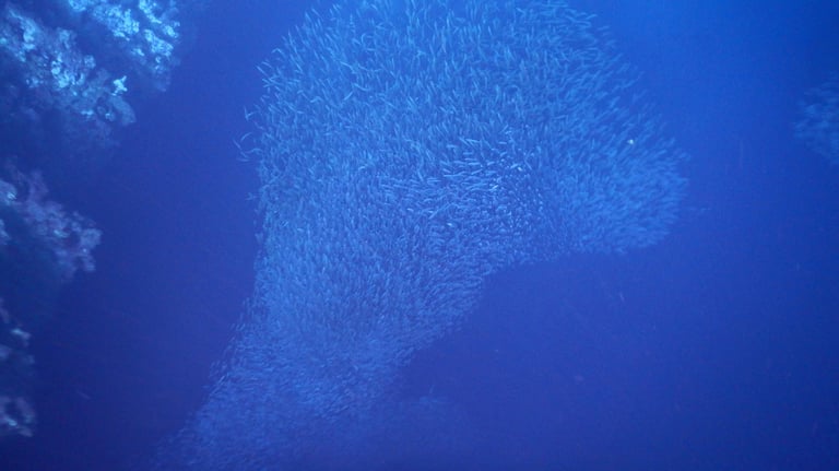 shoal of fish in Vava'u, The Kingdom of Tonga