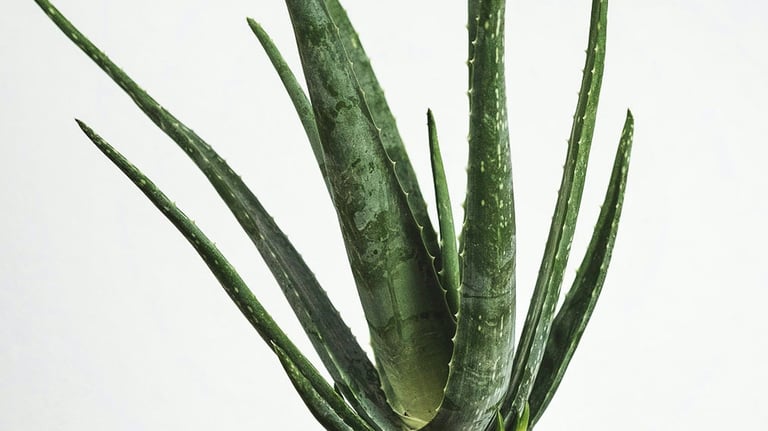 Aloe Vera plant