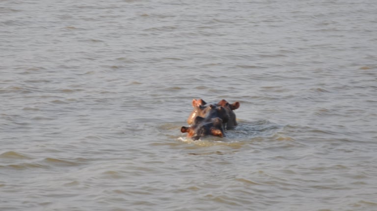 Hippos in the St Lucia Estuary, isimangaliso, South Africa