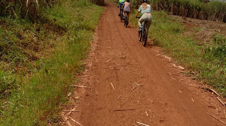 Cycling in Sugar canes in Jinja