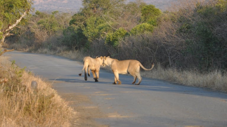 Lion and cubs in the Hluhluwe and Umfolozi game park, South Africa