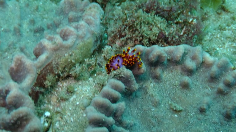 nudibranch, sodwana bay, South Africa