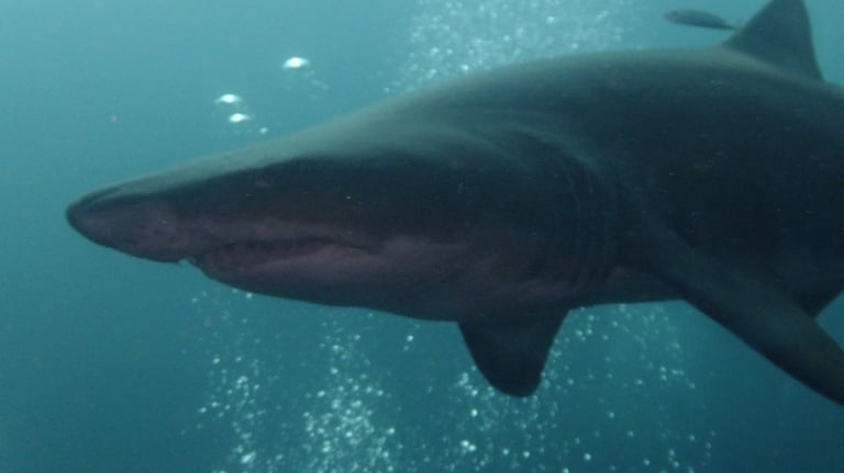 Ragged tooth Shark, Aliwal Shoal, Umkomaas, South Africa