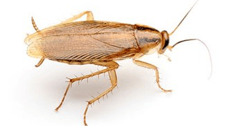cockroaches treatment