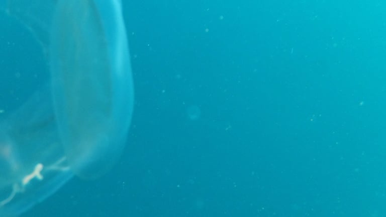 jelly fish, sodwana bay, South Africa