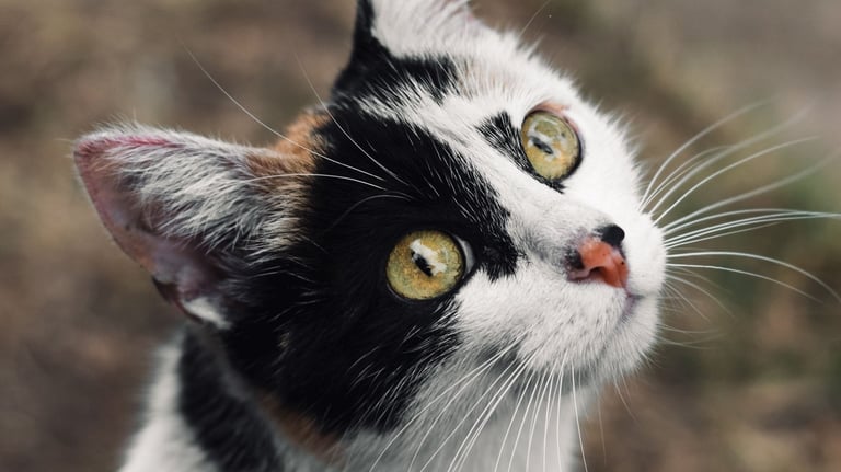 Gato calico de colores blanco, negro y naranja, con ojos verdes viendo a cámara