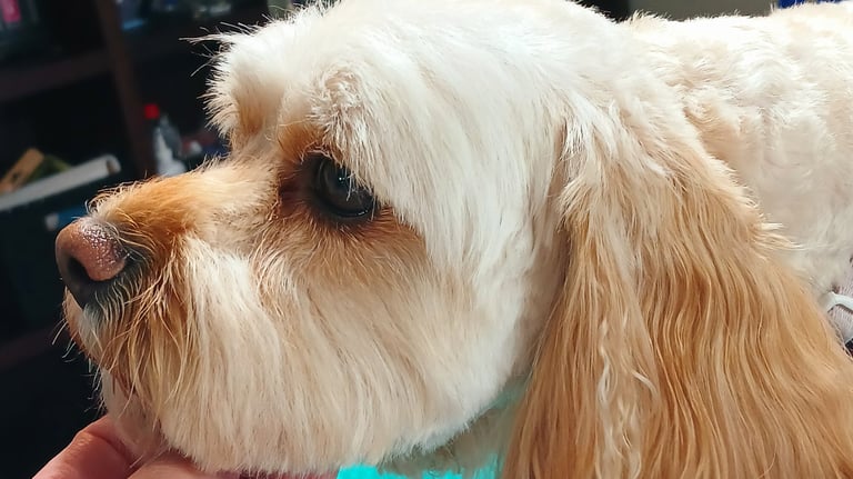 a dog is being held by a person's hand