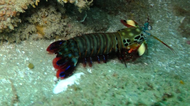 mantis shrimp, sodwana bay, South Africa