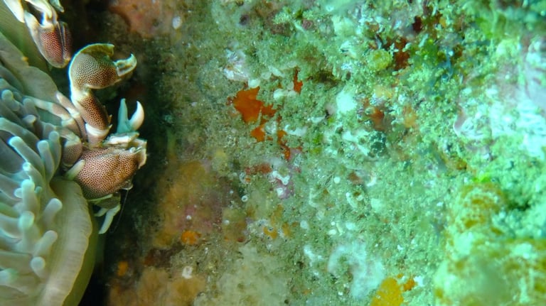 crabs , sodwana bay, South Africa