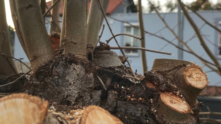 Élagage à Soisy-sur-Seine et aux alentours.