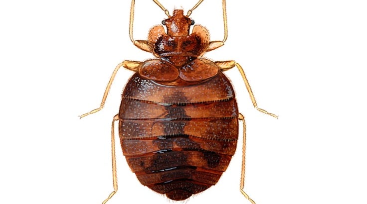 Bed Bugs Treatment