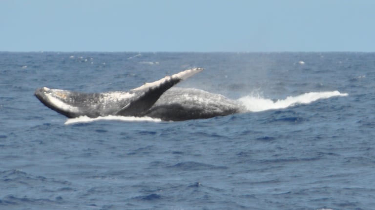 humpback whales in Vava'u, The Kingdom of Tonga