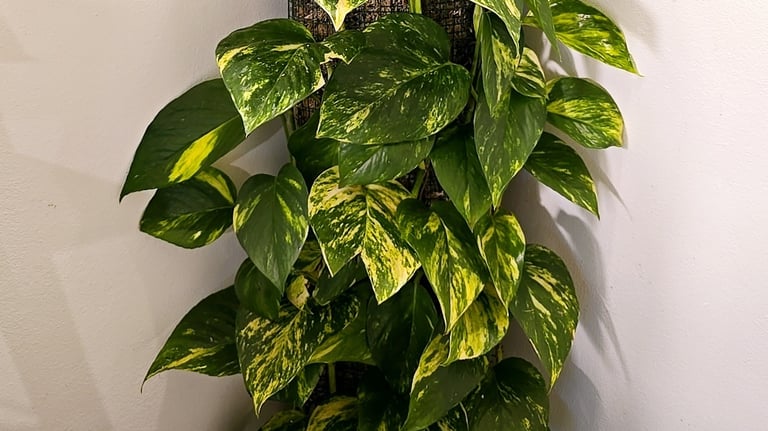 Epipremnum Aureum on diy moss pole